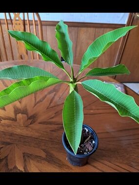Live Plumeria Plant Frangianpina- Lush Tropical Foliage Yellow Flowers